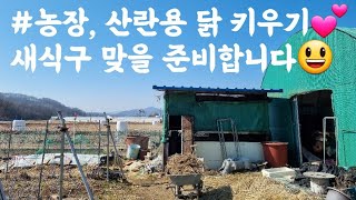 농장, 산란용 닭 키우기 