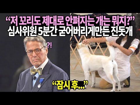 [유튜브] “저 꼬리도 제대로 안펴지는 개는 뭐지?”