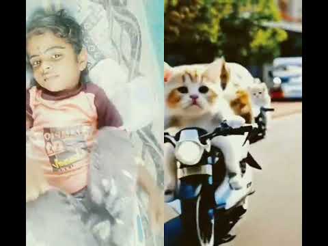 samba samba😂😂😂 #song #cute #cat #dance