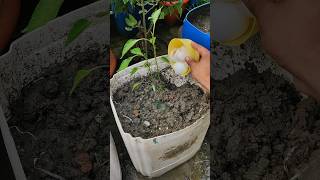 How to Use Banana Peels & Eggshells for Healthier Plants 🌱🍌🥚