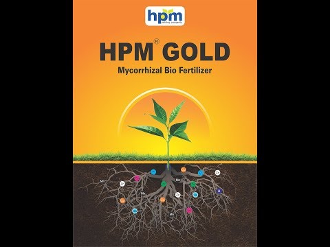 Hpm gold-mycorrhizal bio- fertilizer