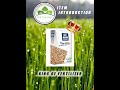 Baja Kimia Chemical Fertilizer YaraMila 15 9 20 Even Better Way To Maximize Your Yield Part 3