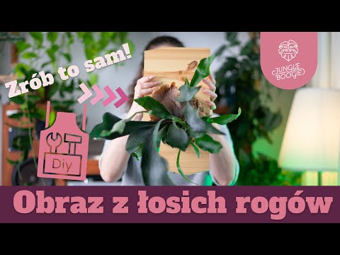 ŁOSIE ROGI NA DESCE! Uprawa bez doniczki - zrób poroże nad kominek DIY 🌿