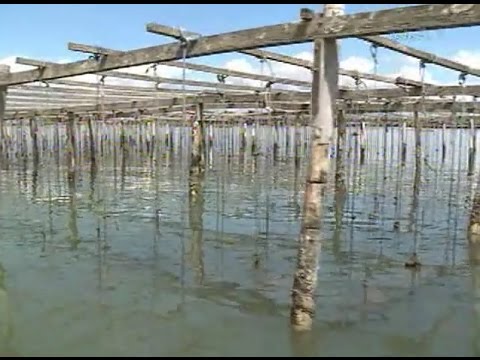 Moradores e maricultores do Matadeiro têm audiência pública na Alesc