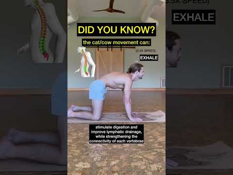Benefits of cat/cow 👁🙏🏼#yoga #catcow #catcowyoga #backpain #spinemovement #yogabenefits #shorts