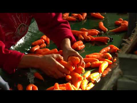 Reč struke ep. 218 13.11.2018. NAJAVA