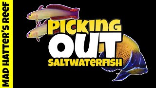 Top 5 Things to do When Picking out a NEW Saltwater Fish!
