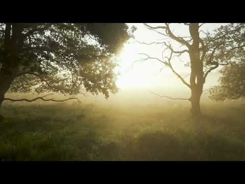 Nebelschwaden - Entspannungsmusik