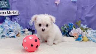 ハーフ犬の動画01