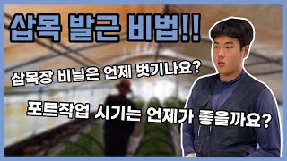 삽목 발근 비법 및 삽목장 관리