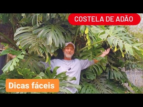 Costela de Adão gigante, como cuidar  (Monstera deliciosa)