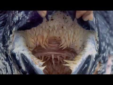 The Leatherback Seaturtle is a Very Large Turtle