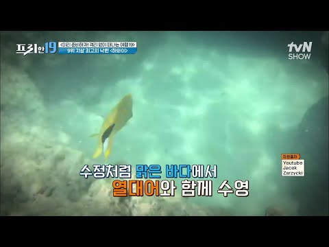 지상 최고의 낙원 하와이~♪ 형형색색 열대어와 즐기는 여행    [미리 준비하자! 격리 없이 떠나는 여행 19] #프리한19 EP.286 | tvN SHOW 211115 방송