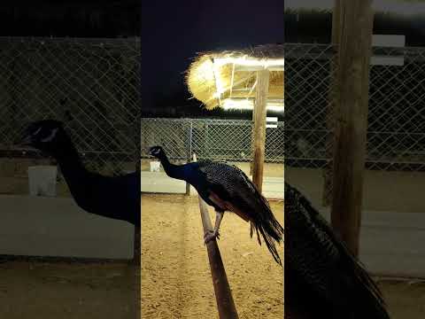 Golden Hills Buraydah Part 2