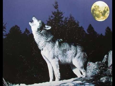 BiG WoLF A.k.a PsychoPaTh - RahaT