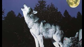 Big Wolf - Rahat