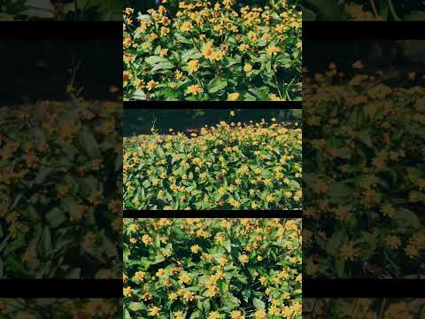 Beautiful Bidens Flowers #satisfying #shorts #flowers #rose