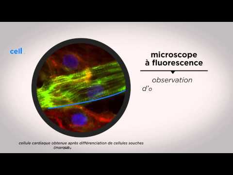 MOOC côté cours : Voir la cellule