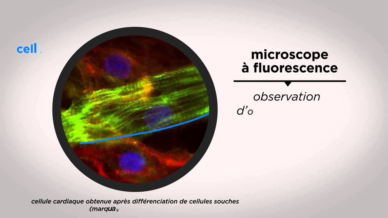 MOOC côté cours : Voir la cellule