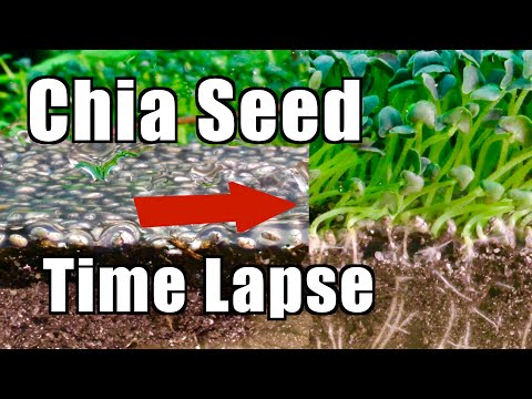 Growing 10,000 Chia Seeds | Time Lapse Laboratory