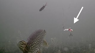 Ice Fishing NORTHERN PIKE with ACME Hyper Hammer T.T.