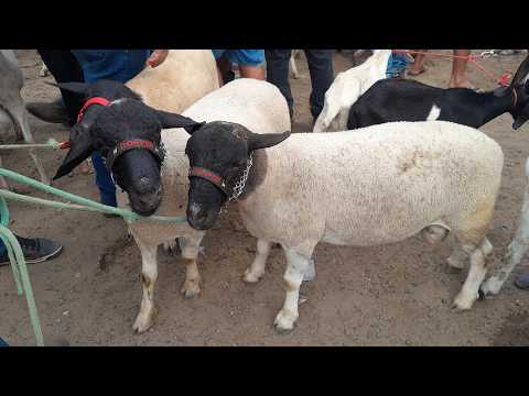 Feira de Animais em Surubim Pernambuco. 23/10/2026 com lindas criações.