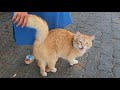 Orange Cat Is So Hungry She S Asking For Food With Her Cute Meow