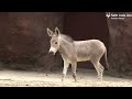 Baby Somali Wild Ass
