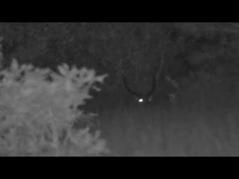 Djuma: Waterbuck bull resting in the tall grass far side of Open Area - 21:26 - 05/20/2023