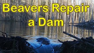 Beavers Repairing a Dam