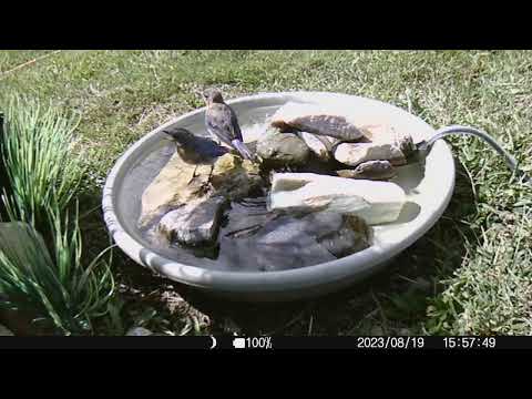 2023 0819 two hot bluebirds drink and bathe