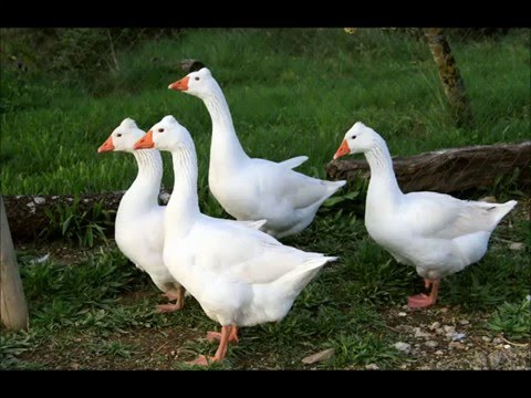 download lagu mp3 mp4 Les Oques Van Descalces, download lagu Les Oques Van Descalces gratis, unduh video klip Les Oques Van Descalces