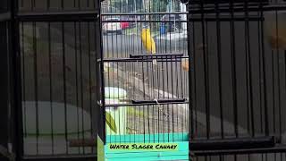 Download lagu Water Slager Canary, Kenari WS mp3