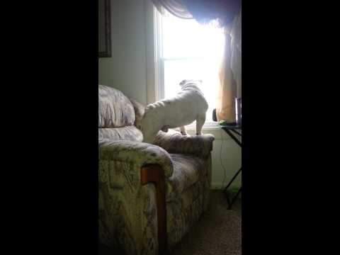 Biggest English bulldog