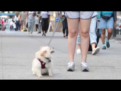 Swifto Dog Walking & Pet Sitting video.