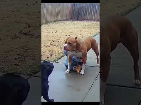 Pit bull protects a child 🐶🛡️❤️