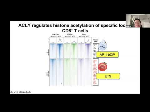 [Shixin Ma ]Nutrient-driven histone code determines exhausted CD8+ T cell fates