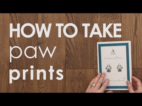 YouTube video about: How to get a paw print from your dog?