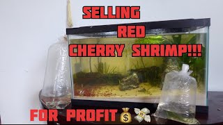 HOW TO SELL SHRIMPS FOR PROFIT