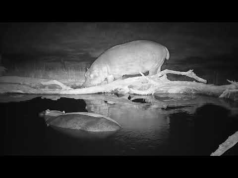 Djuma: Second Hippo approaching the pan area - 21:48 - 07/05/19