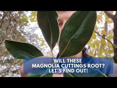 , title : 'Experimenting with Rooting Fall Cuttings of Magnolia grandiflora'