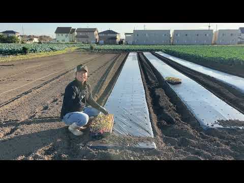  11月に植える果樹はどれですか?おいしい収穫のためのリストをご覧ください!  庭園