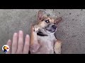 Dog Who Could Barely Walk Gets Second Chance At Life | The Dodo