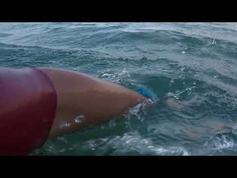 Short Evening Surf at Kammies, North Shore