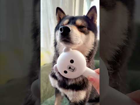 Can you feel the zen? This pup sure can! #dog #fyp #catpick #spraybrush