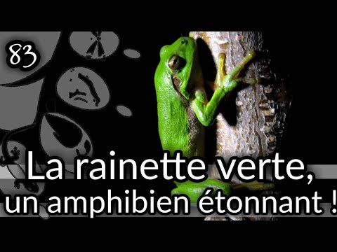 La rainette verte, cette espèce incroyable qu'on peut observer en France