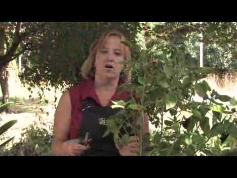 How to Prune a Hibiscus Plant