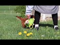 Miniature Labradoodle dogs for sale: Tilly - Video 1