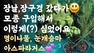 명이나물, 눈개승마, 아스파라거스???? 장날, 장구경 갔다가 모종 구입해서 이렇게(?) 심었어요 ???? 