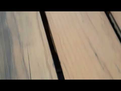 Cat jumps in Plovdiv